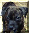 puppypic1.jpg (36147 bytes)