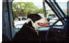 snoopy.jpg (70109 bytes)