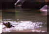 snoopyswim.jpg (42539 bytes)