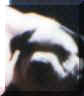 tinysnoop.jpg (2142 bytes)