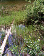 Marsh at Little Joe Lake