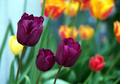 Tulips next to house