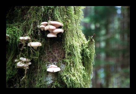 Fungus