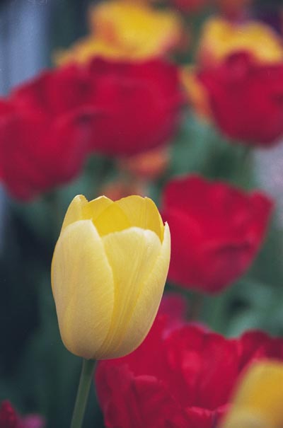 More tulips next to house