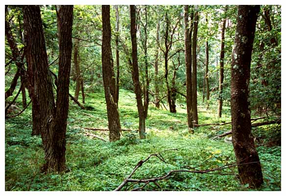 Shenandoah National Park