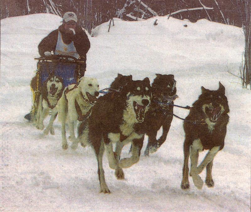 List 101+ Images Sled Dog With A Statue In Central Park Crossword Sharp