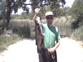 " Nice catfish,,,P***er Head "
