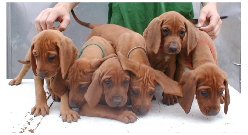 Pup Pile