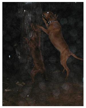 Dixie and Lucy Treed