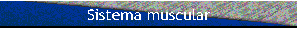 Sistema muscular