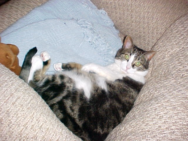 Buster, The FAST Cat