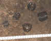 brass1.jpg (47247 bytes)