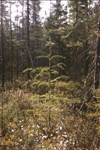 baby tamarack tree.jpg