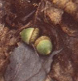 acorn jpg.
