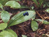  clintonia berries.jpg