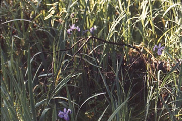 iris