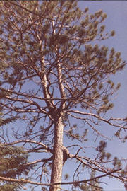 lonepine
