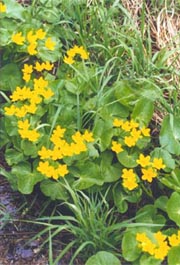 marsh marigolds