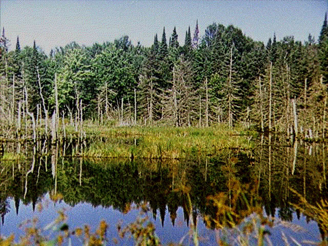 pond.jpg