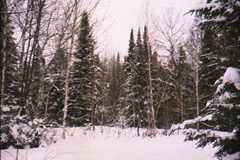 image of trees in snow