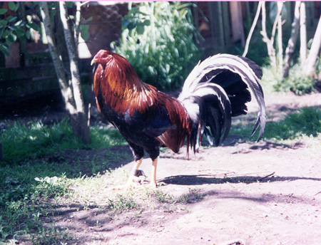 Ray-Alexander-Game-Fowl Ray Alexander Game Fowl http://www.geocities.ws/cnm162000/kelso.html