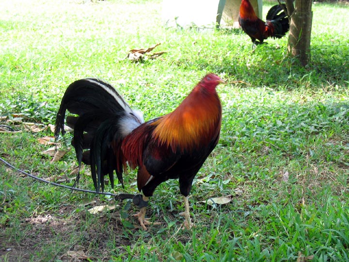 CNM16KELSO SPEEDFOWL