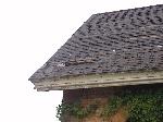 This is the back west end of the roof where a racoon has decided to move in and made his own entry. This needs to be repaired quickly as water damage will take it s toll.