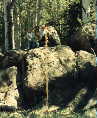aspens