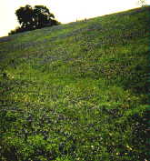 Bluebonnets
