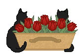 Cats and Tulips