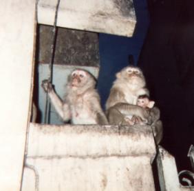 Monkeys