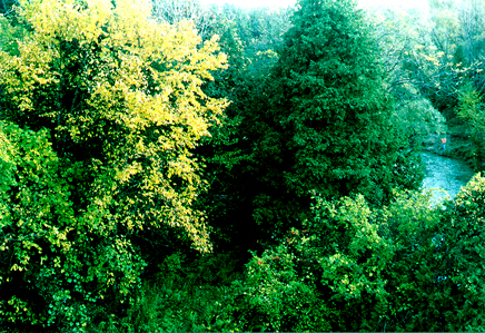 Autumn 2 JPG
