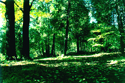 Autumn 5 JPG