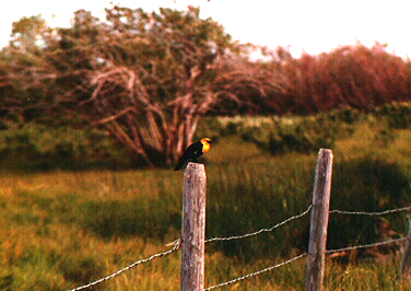 Yellow Headed Blackbird