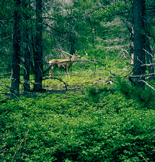 Deer