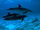 Dolphin.jpg