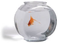 goldfish