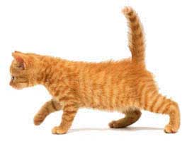 kitten