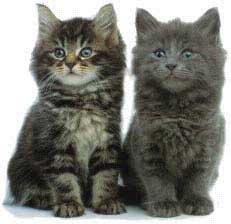 kittens