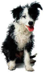 puppy