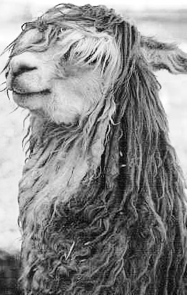 Alpaca