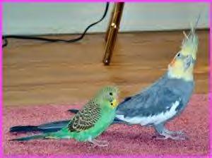 Picture of Skittles & Sprite