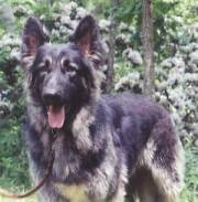 Lost dog Rumble