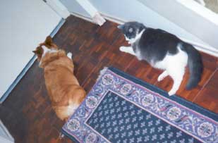 coco and cat