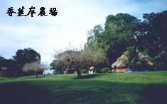 bananabk1.JPG (5326 bytes)