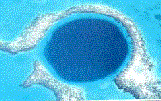 bluehole.gif (8487 bytes)