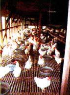 chicken.JPG (17406 bytes)