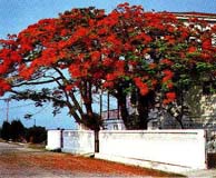 cityflower.JPG (20888 bytes)