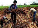 farmer.gif (7430 bytes)