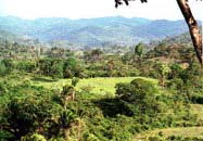 field.JPG (15186 bytes)